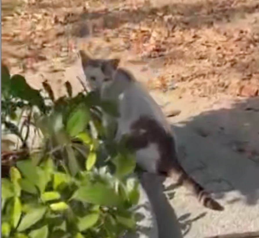 タイのにげねこちゃん